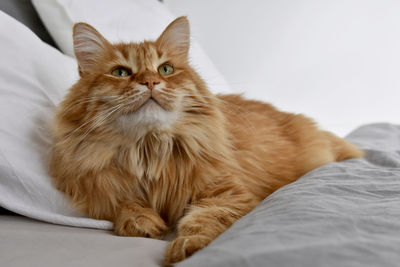 Cat resting on bed at home