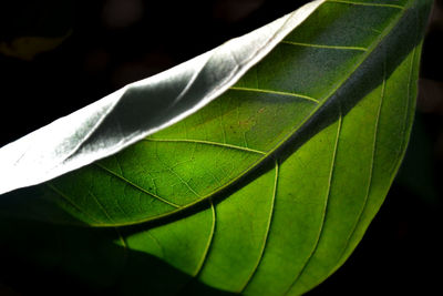 Close-up of plant