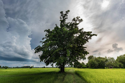 Tree on field against sky