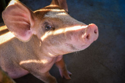 High angle close-up of pig