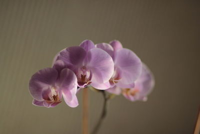 Close-up of pink orchid flower