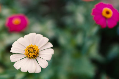 Close-up of pink flower