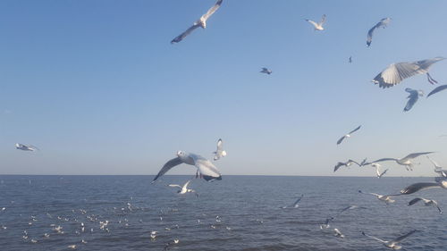 Low angle view of seagulls flying over sea against sky