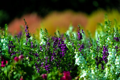 Close-up of purple flowering plants on field