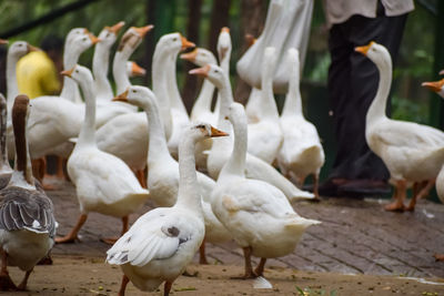 Close up white ducks inside lodhi garden delhi india, see the details and expressions of ducks