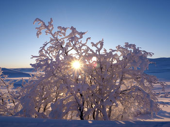 Snow covered bare trees against clear sky during winter