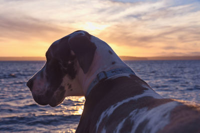 Close-up of dog by sea against sky during sunset