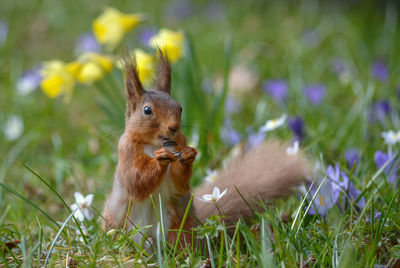 Squirrel eating food on field