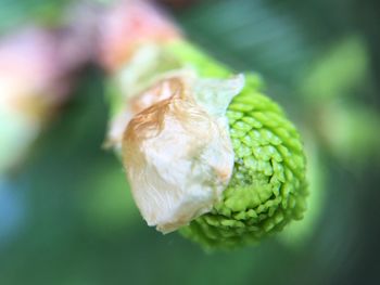 Close-up of fresh green leaf