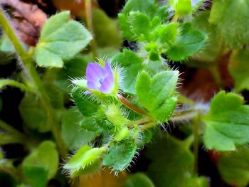 Close-up of purple flowers