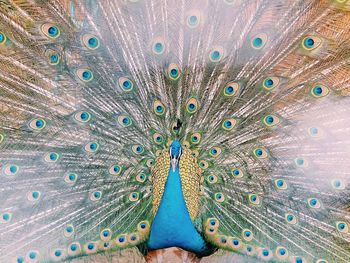 Close-up of peacock