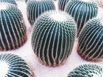 Full frame shot of succulent plant