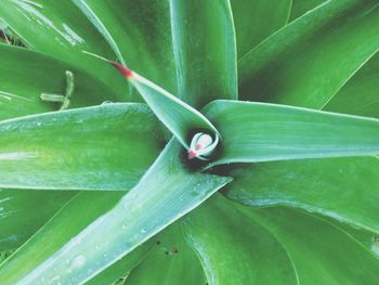 Close-up of green leaf on plant