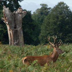 Deer in a forest