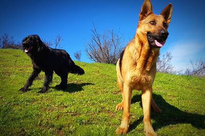 Dog on field against clear blue sky