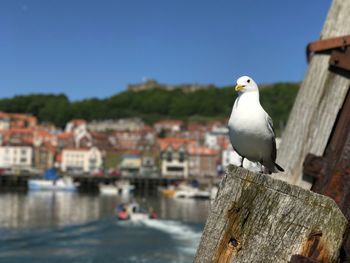 Seagull perching on retaining wall against clear sky