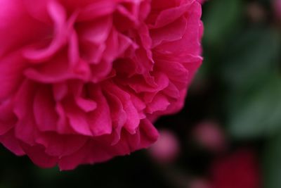 Close-up of pink flower