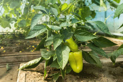 Close-up of fruit growing on plant