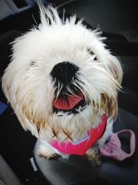 Close-up portrait of a dog