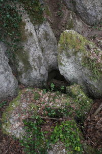High angle view of rocks in forest
