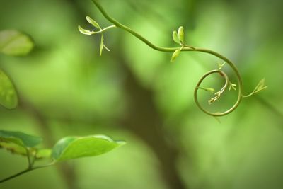 Close-up of green leaf