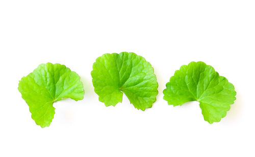 Close-up of green leaves against white background