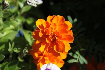 Close-up of orange flower