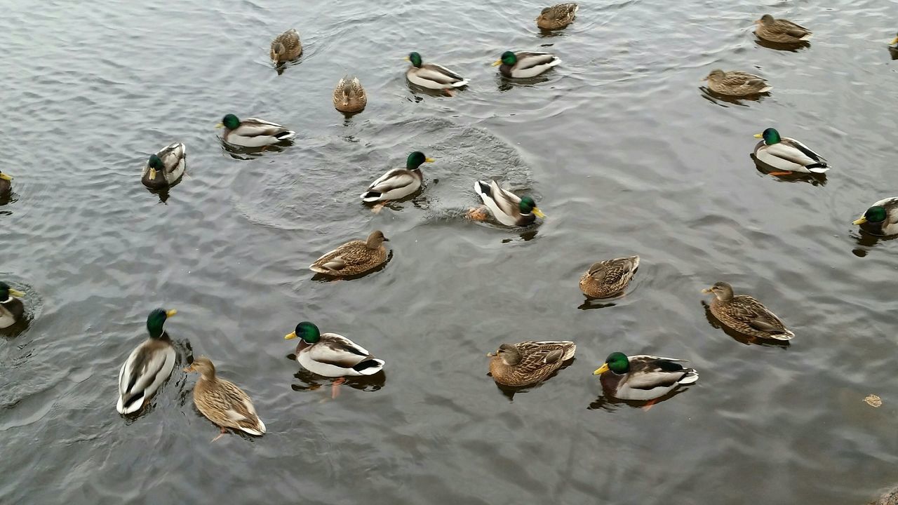 bird, animals in the wild, animal themes, wildlife, water, duck, flock of birds, lake, swimming, high angle view, medium group of animals, reflection, nature, waterfront, water bird, togetherness, day, outdoors, no people