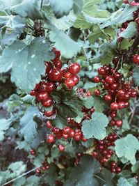 Close-up of red berries growing on tree