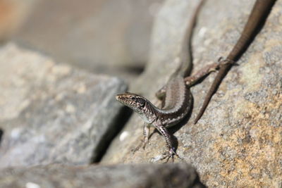 Close-up of lizard on rock
