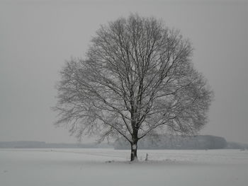 Bare tree on snow covered landscape against clear sky