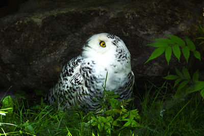 Close-up portrait of eagle