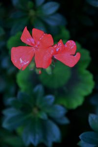 Close-up of red flowers