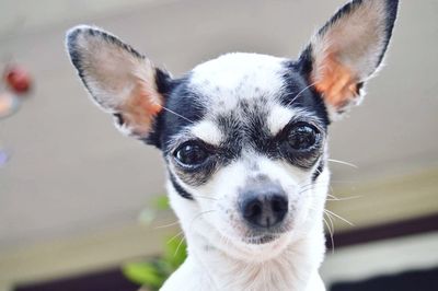 Close-up portrait of dog