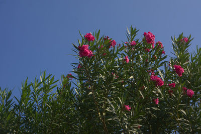 Low angle view of red flowers against clear sky