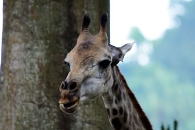 Close-up portrait of a horse