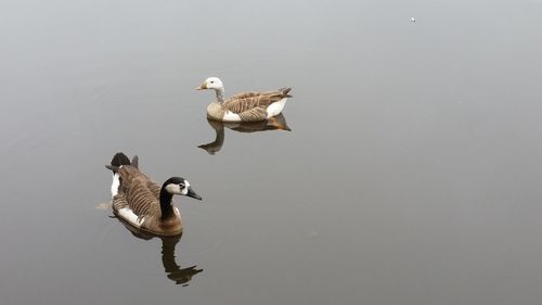 Duck swimming in lake