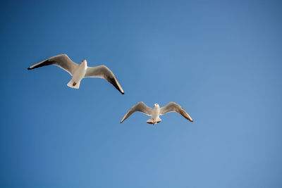 Low angle view of seagulls flying in sky