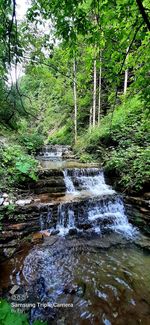 Stream flowing amidst trees in forest