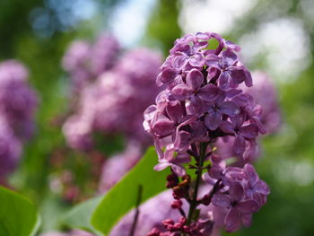 Close-up of pink flowers blooming outdoors