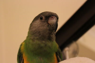 Close-up of a bird