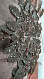 Close-up of wet succulent plant