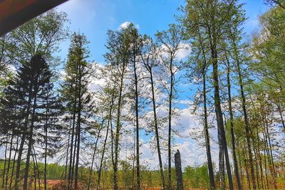 Low angle view of trees in forest against sky