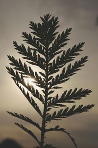 Low angle view of tree against sky