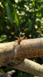 Close-up of insect on tree trunk