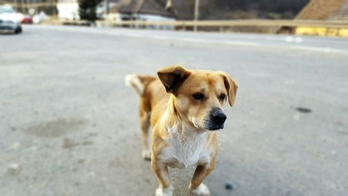 Dog standing on road