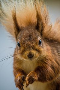 Close-up portrait of a rabbit