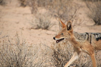 Side view of jackal on field