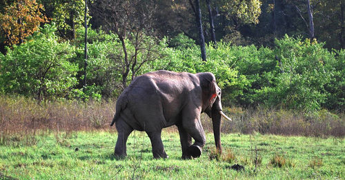 Elephant standing on field in forest