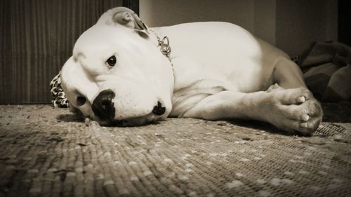 Close-up of dog relaxing on floor